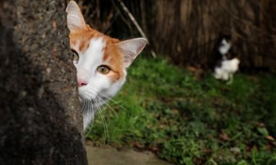 Bolu’yu ayağa kaldıran kedi ölümlerini cinayet büro çözdü