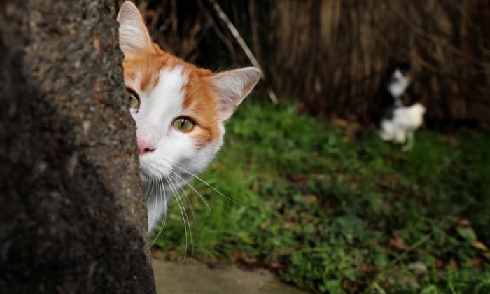Bolu’yu ayağa kaldıran kedi ölümlerini cinayet büro çözdü