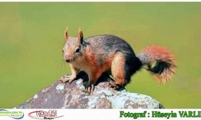 7 Kasım Günün Fotoğrafı