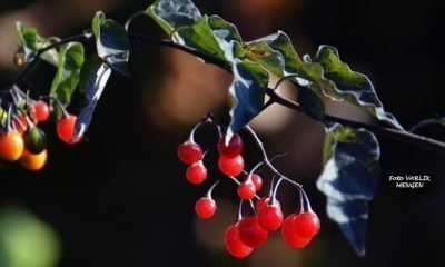 13 Kasım Günün Fotoğrafı