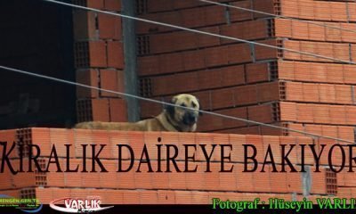 17 Şubat Günün Fotoğrafı