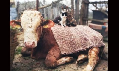Dünya Veteriner Hekimler Günümüz kutlu olsun…