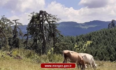 Akçakoca Köyü ve Yaylalar-S.ALTINOVA-