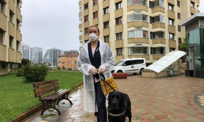 Görme engellilerin can yoldaşı: Rehber köpekler