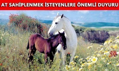 Bu Atlar Belki Mengen’e Gelebilir