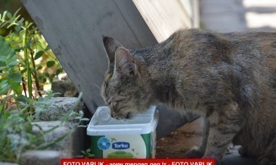 18 Eylül Mengen’den Fotoğraflar