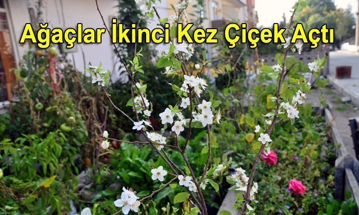 Mengen’de Ağaçlar Yeniden Çiçek Açtı