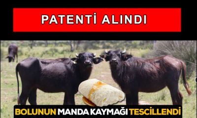 Manda Kaymağının Patenti Artık Bolu