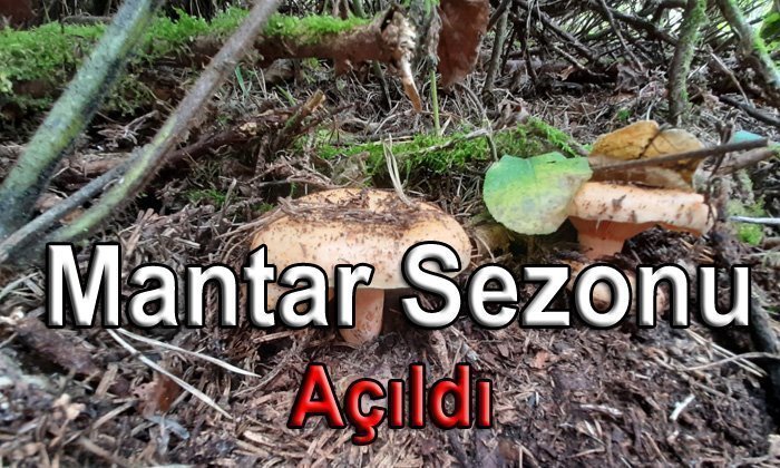 Mengen’de Mantar Sezonu Açıldı