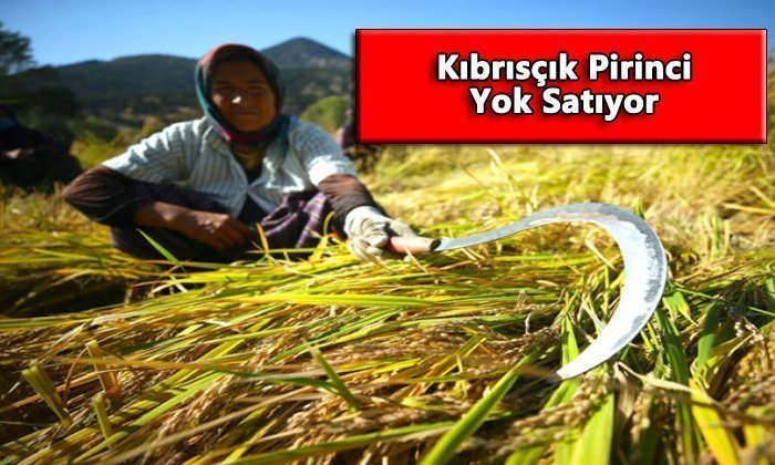 Kıbrısçık Pirinci Kapış Kapış Satılıyor
