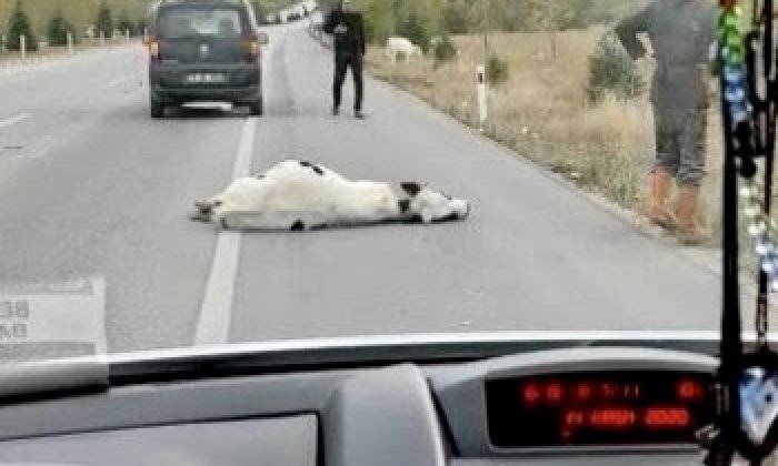 Öldü Zannettiler, Kalktı Yürüdü
