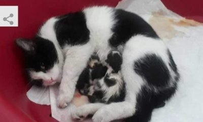 Bolu’da Hamile Kedi Doğum İçin Hastaneye Girdi