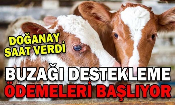 Doğanay Buzağı Destek Ödemeleri için Saat Verdi