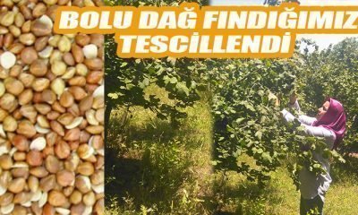Bolu Dağ Fındığı Tescillendi