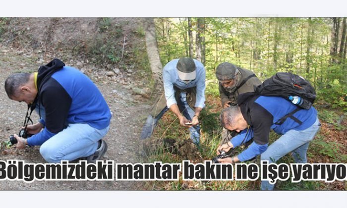 Bölgemizdeki Mantar Bakın Ne İşe Yarıyor ?