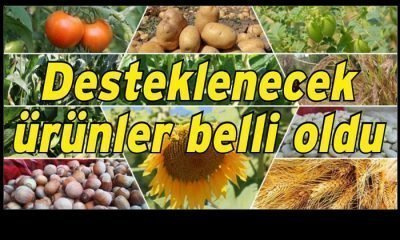 Mengen’de Hangi Ürünlerin Destekleneceği Belli Oldu