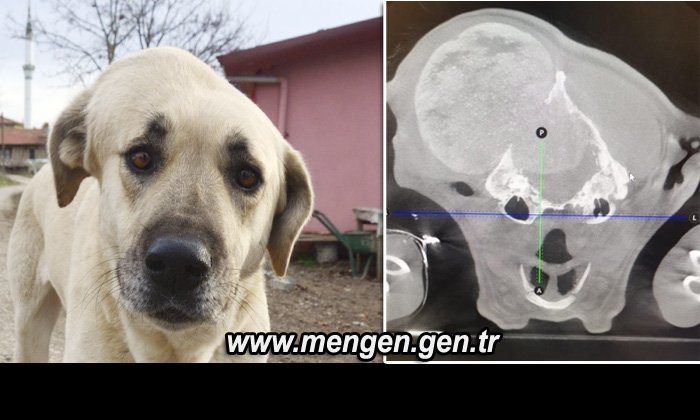 Beyin Tümörü Olan Köpeğini Ameliyat Ettiriyor