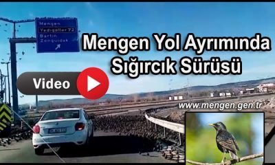 Mengen Yol Ayrımını Sığırcık Kuşları Bastı (Video Haber)