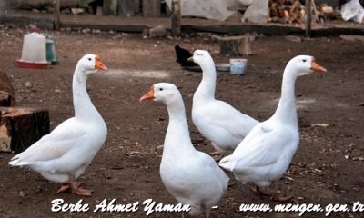 Günün Fotoğrafı – 14.12.2020