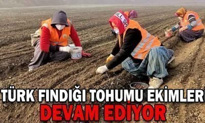 Türk Fındığı Tohumu Ekimleri Devam Ediyor