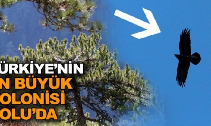 Kara Akbaba Polülasyonu Araştırması