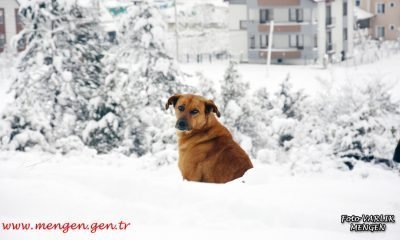 Günün Fotoğrafı – 03.02.2021