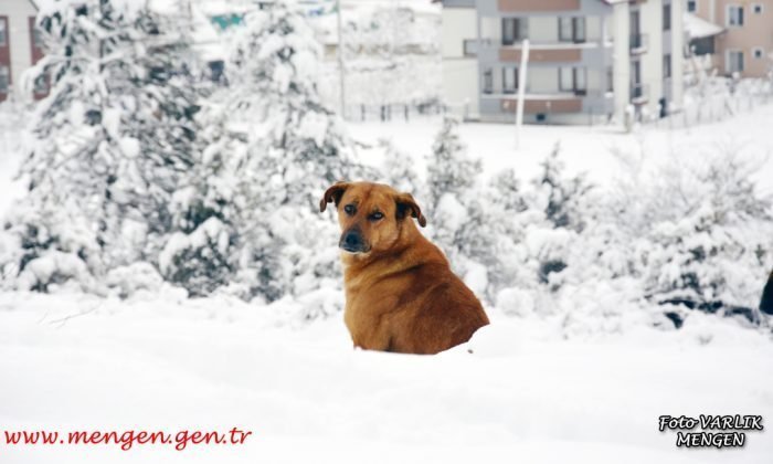 Günün Fotoğrafı – 03.02.2021
