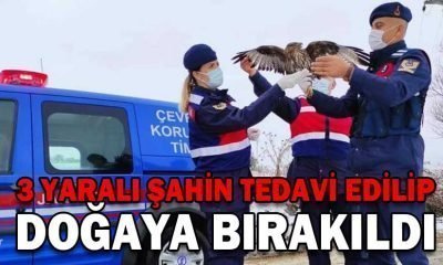 YARALI HALDE BULUNAN 3 ŞAHİN TEDAVİ EDİLEREK DOĞAYA BIRAKILDI