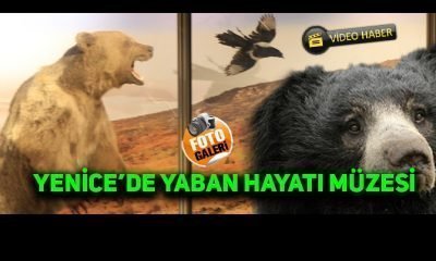 Mengen Sınırında, Yenice’de Yaban Hayatı Müzesi