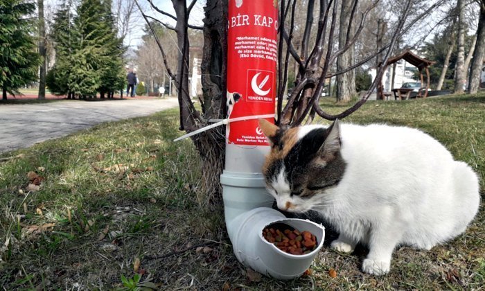Sokak Hayvanları İçin Su Borusundan Mama Aparatı Yaptılar