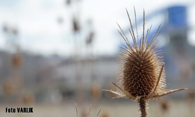 Günün Fotoğrafı – 21.03.2021