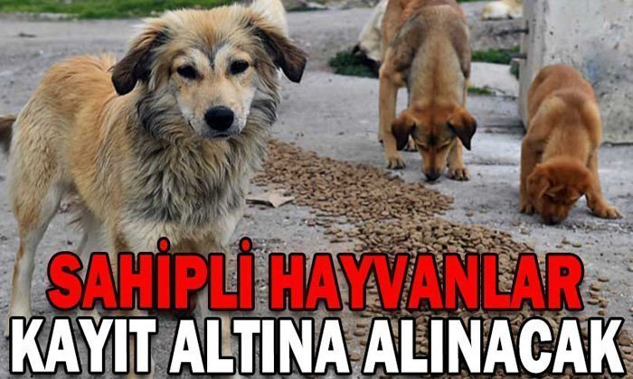SAHİPLİ HAYVANLAR KAYIT ALTINA ALINACAK