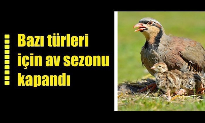 Bazı Türler için Av Yasağı Başladı
