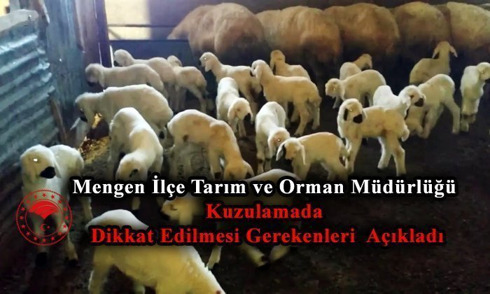 Mengen’de Kuzulama Dönemi Başladı