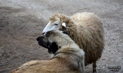 Günün Fotoğrafı