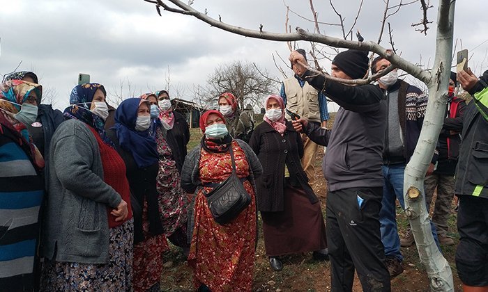 Süt Sığırcılığı ve Meyve Ağaçlarında Budama Kursları Başladı