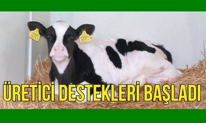7 Bin üreticiye hayvancılık destek ödemesi