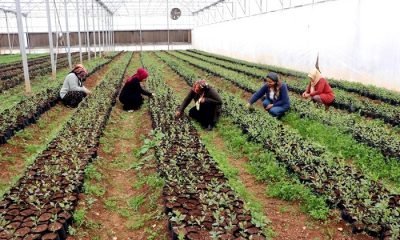 İlk defa kendi paralarını kazandılar… 7 kadın beraber kurdu! Almanya’ya ihraç ediyorlar