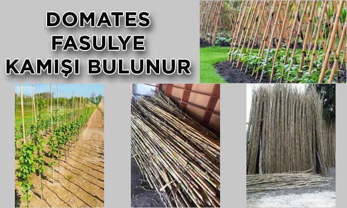Reklam Haber – Bitki Destek Çubukları (Kargı Kamışı) Gelmiştir