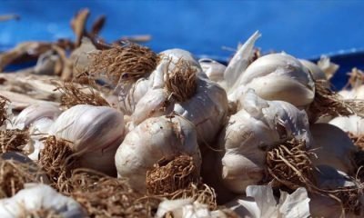 Taşköprü sarımsağı AB’den coğrafi işaret tescili aldı