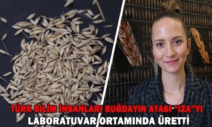 Türk Bilim İnsanları Buğdayın Atası Iza’yı Laboratuvar Ortamında Üretti