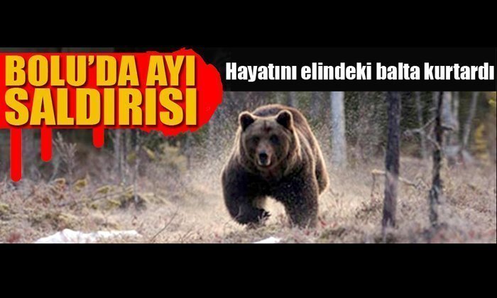 Bolu’da Ayı Saldırısı