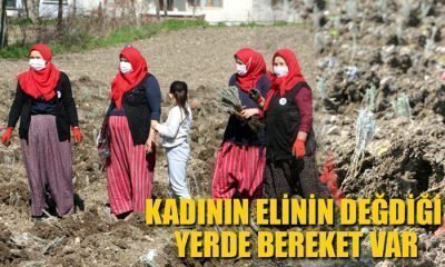 HEDEF LAVANTA