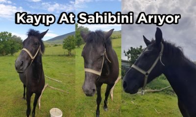 Kayıp At Sahibini Arıyor