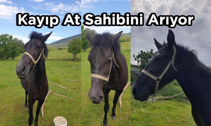 Kayıp At Sahibini Arıyor