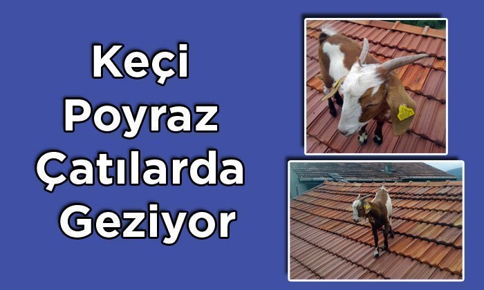 Mengen’de Çatılarda Gezen Bir Keçi