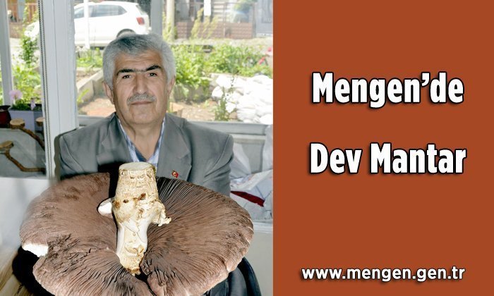 Mengen’de Dev İçi Kızıl Mantarı Bulundu