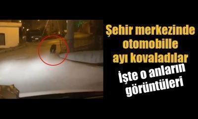 Gerede’de Ayı Şehir Merkezine İndi (Video Haber)