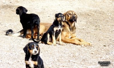 Günün Fotoğrafı