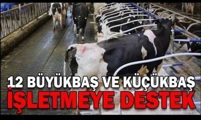 12 Büyükbaş ve Küçükbaş İşletmeye Destek: 3 Tanesi Mengen’den